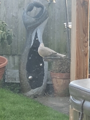 Streptopelia decaocto