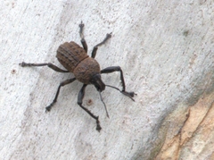 Psapharus infaustus