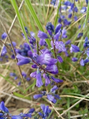 Polygala calcarea