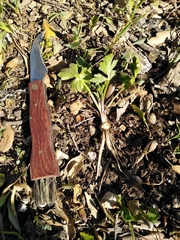 Ranunculus neapolitanus