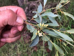 Santalum lanceolatum
