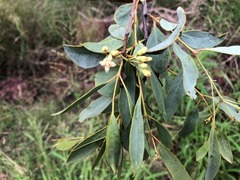 Santalum lanceolatum