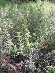 Thymus mastichina