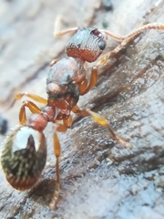 Myrmica