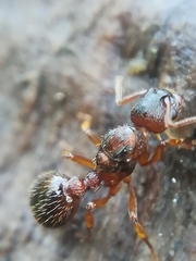 Myrmica
