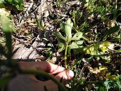 Ranunculus neapolitanus