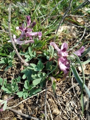 Corydalis paczoskii