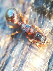 Myrmica