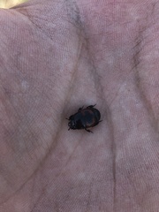 Hister quadrimaculatus