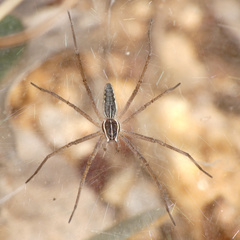 Euprosthenopsis