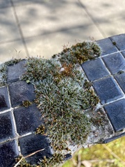 Grimmia