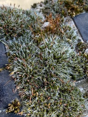 Grimmia