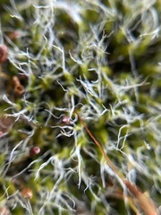 Grimmia