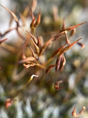 Grimmia