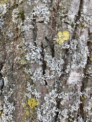 Physcia adscendens