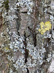 Physcia adscendens