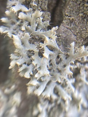Physcia adscendens