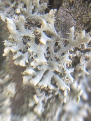 Physcia adscendens