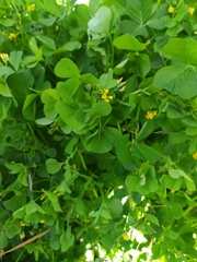 Medicago arabica