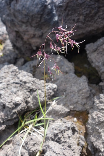 Poa malacantha iNat (3)