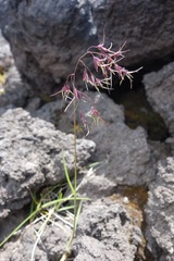 Poa malacantha