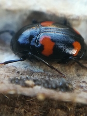 Scaphidium quadrimaculatum