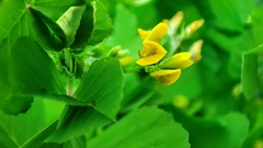 Medicago arabica