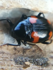 Scaphidium quadrimaculatum