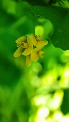 Medicago arabica