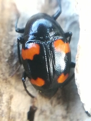 Scaphidium quadrimaculatum