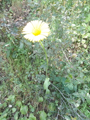 Doronicum plantagineum