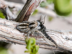 Pseudomogrus vittatus