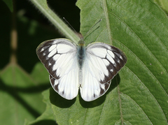 Cepora nerissa phryne