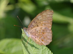 Phalanta phalantha phalantha