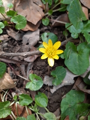 Ficaria verna