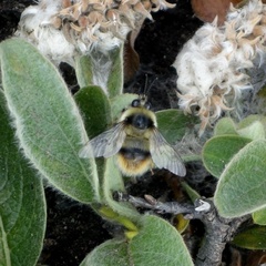 Bombus margreiteri