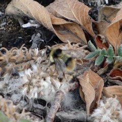Bombus margreiteri