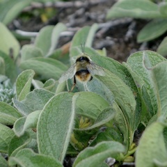 Bombus margreiteri