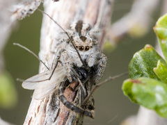 Pseudomogrus vittatus