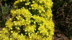 Aeonium arboreum image