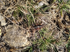 Dorcadion cinerarium