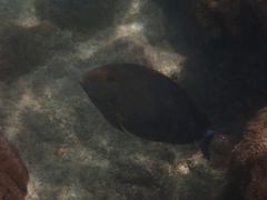 Acanthurus dussumieri