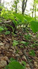 Polygonatum glaberrimum
