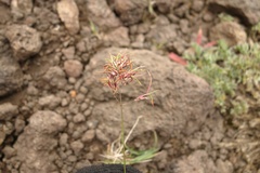 Poa malacantha