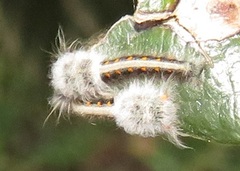 Leipoxais peraffinis