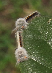 Leipoxais peraffinis