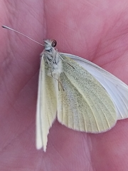 Pieris rapae