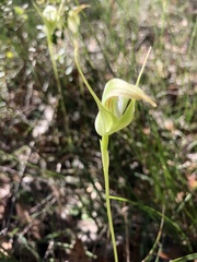 Pterostylis acuminata