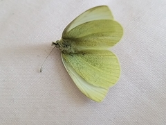 Pieris rapae