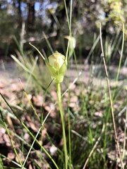 Pterostylis acuminata